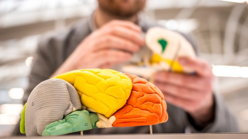 University of Derby BSc (Hons) Psychology student looking at a brain.